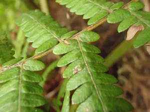 Close up of Ferns Leaf