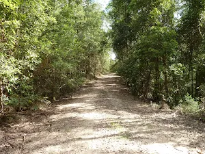 Dense forest along Wild Boar Road
