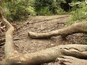 Logs over the track near Abbotts Falls in the Watagans