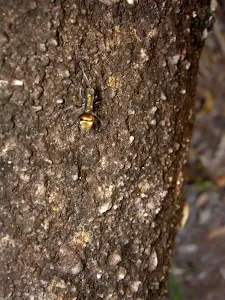 Ant