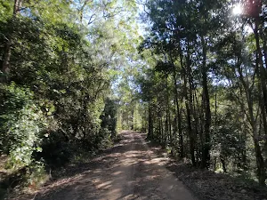 Walking along the Western Commission Track