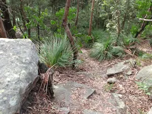 Grasstrees