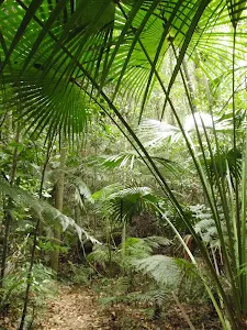 Leafy forest