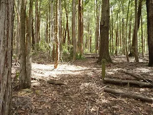 Open woodland in Olney State Forest