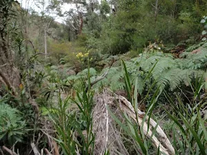 Walking along flood bank