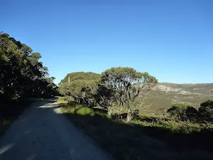 Walking through the snow gums
