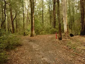 Track intersection near Casuarina campsite in the Watagans