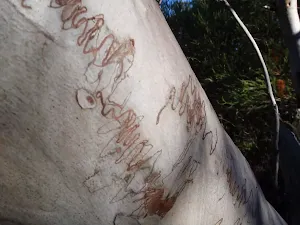 Scribbly gum art