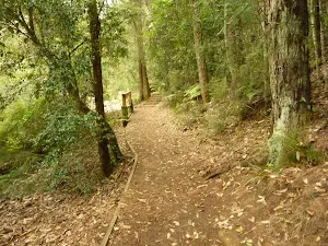 Track near Boarding House Dam near Watagan Forest Rd