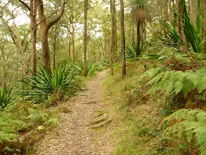 Forest near the summit of Mt Sugarloaf