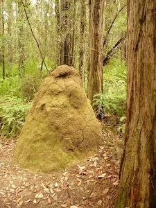 Termite mould near the Pines Picnic area in the Watagans