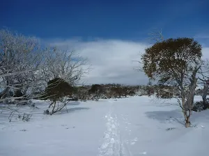 Walking among the scattered snow gums
