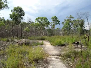 Flat section about half way along the Mt Ku-ring-gai track