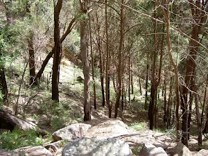 Forest on the steep climb out of The Basin