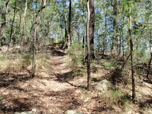 Walking through the dry forest on the ridge