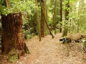 Track down to small waterfall near the Pines Campsite in the Watagans