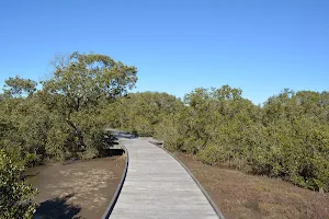 Mangroves