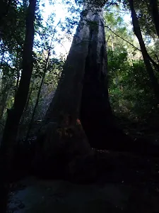 Large Tree in Sassafras Gully