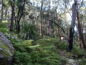 Ferns on the descent to Glenworth Valley