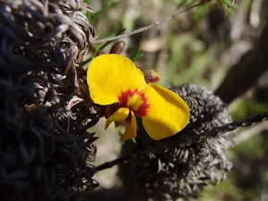 A splash of colour on the Salvation Loop