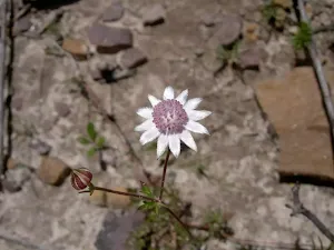 The rare Pink Flannel Flower (Actinotus forsythii) AKA Ridge Flannel Flower