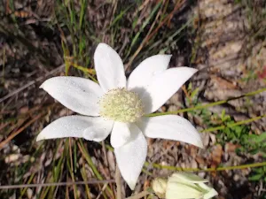 Actinotus helianthi (Flannel Flower)