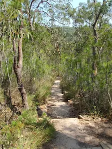 Rainforest track