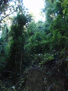 Canopy in the bush