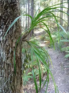 Mt Solitary Walking track east of the Kedumba River
