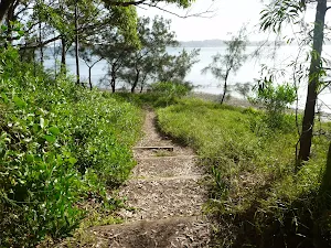 Stepped timber tracks with Lake Macquarie in the distance