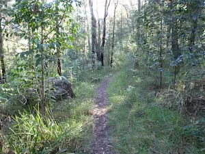 The track along Finchs Line