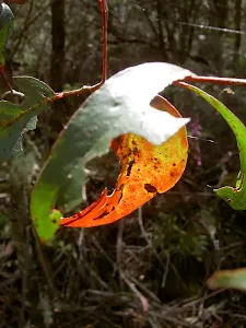 Leaves along Pope's Glen