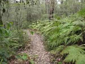 ferns on the Mouat Walk