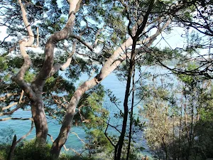 Trees and Water