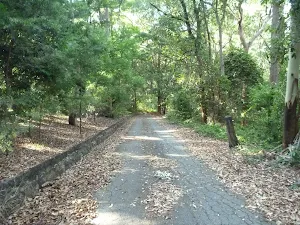 Sealed trail on the Main Ridge in the Blackbutt Reserve