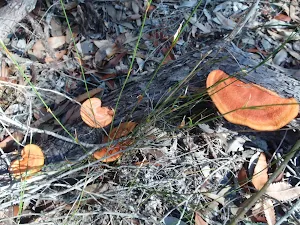 Slow growing