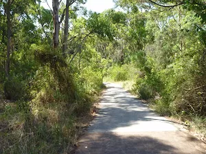 Foot path through eucalyptus forest in Green Point Reserve