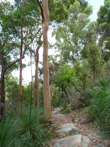 A fairly open section of dry forest