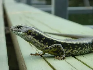 Lizard on Calna Creek Bridge