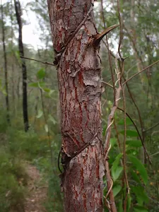 Vine strangling tree