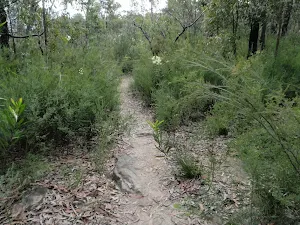 Bush track from the old management trail near Pisgah Rock