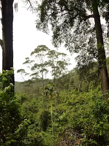 Views near Dora Creek in the Watagans