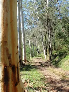 Tall gums on the Simpsons Track