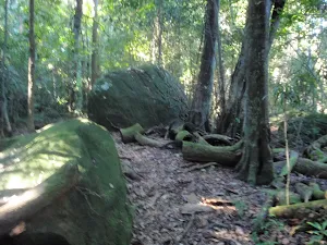 Moss covered boulders