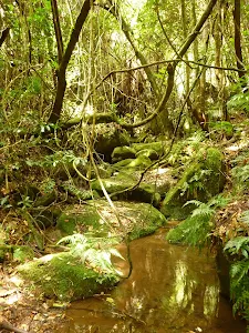Rocks and rainforest in the Watagans