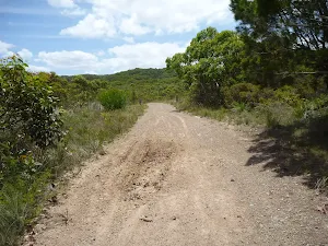 Level trail looking west on the Wallarah Pennisula
