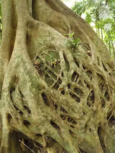 Strangler Fig Walk