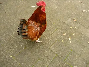 Galston Gorge Chook