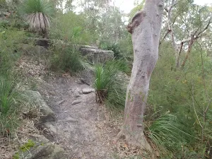 Track above Lane Cove River