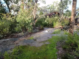 Moss at Erskine Lookout